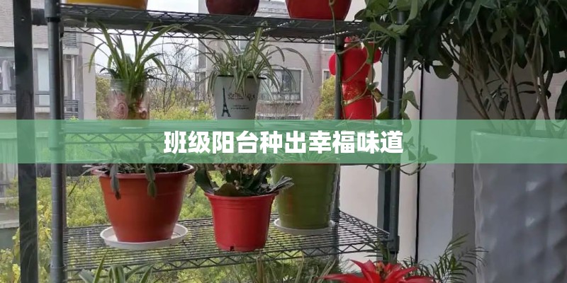 班级阳台种出幸福味道 班级阳台种出幸福味道