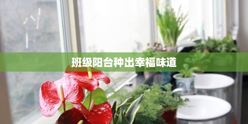 班级阳台种出幸福味道 班级阳台种出幸福味道