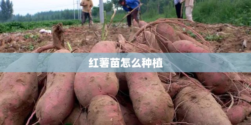 红薯苗怎么种植