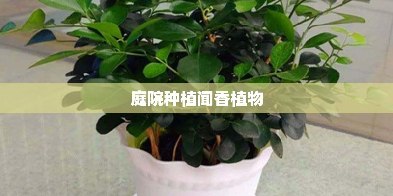 庭院种植闻香植物 庭院种植闻香植物