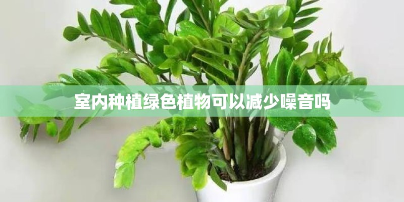 室内种植绿色植物可以减少噪音吗