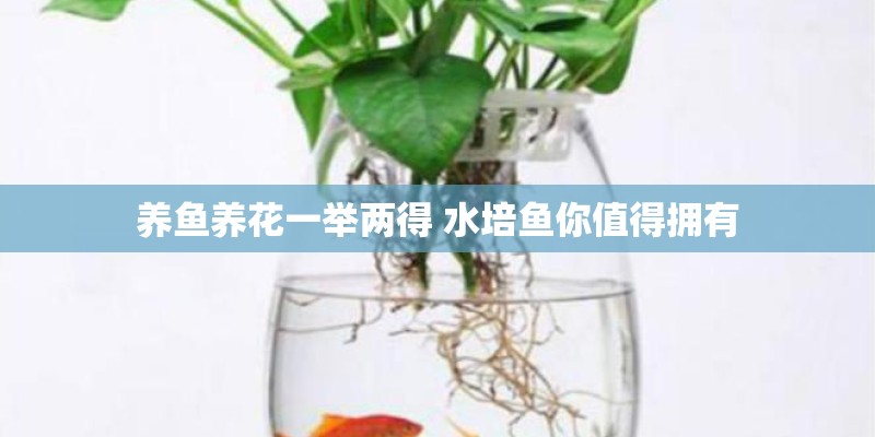 养鱼养花一举两得 水培鱼你值得拥有 养鱼养花一举两得 水培鱼你值得拥有