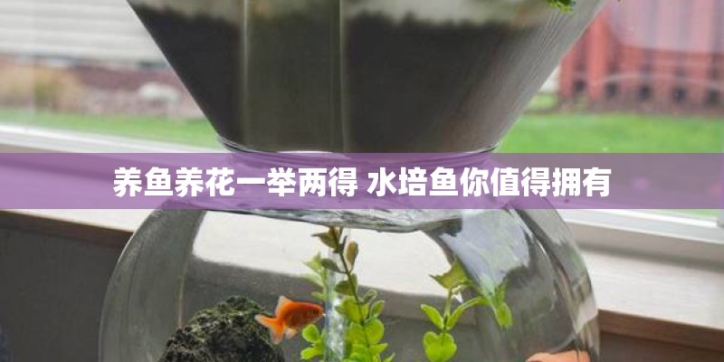养鱼养花一举两得 水培鱼你值得拥有 养鱼养花一举两得 水培鱼你值得拥有