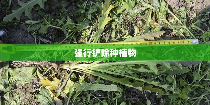 强行铲除种植物