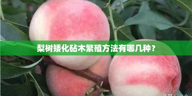 梨树矮化砧木繁殖方法有哪几种？