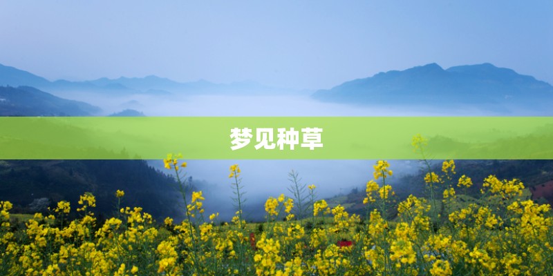 梦见种草