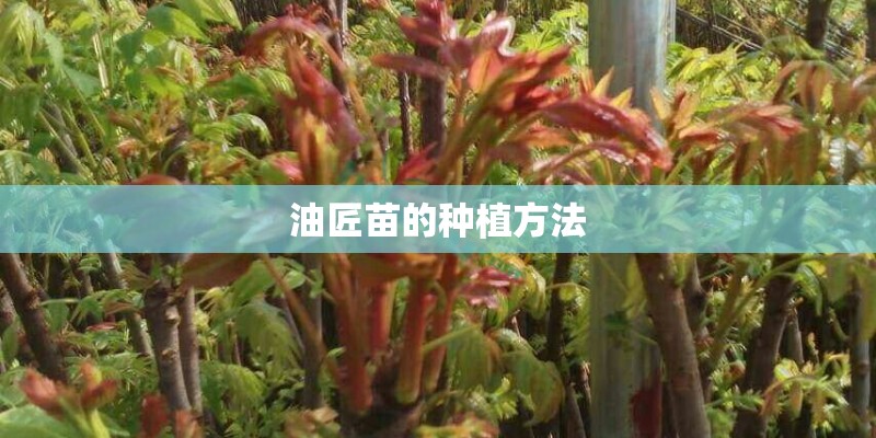 油匠苗的种植方法