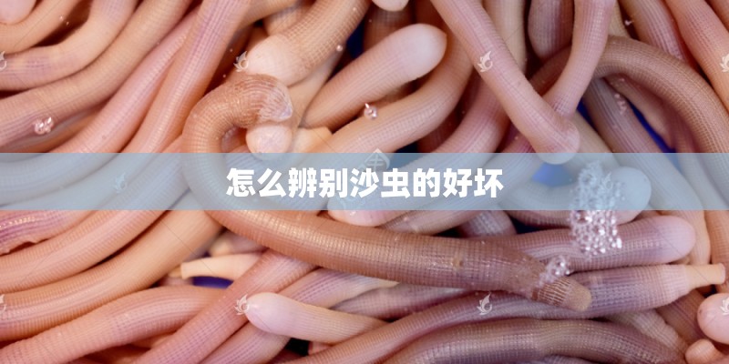 怎么辨别沙虫的好坏