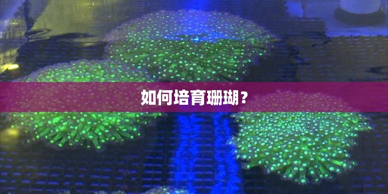 如何培育珊瑚？