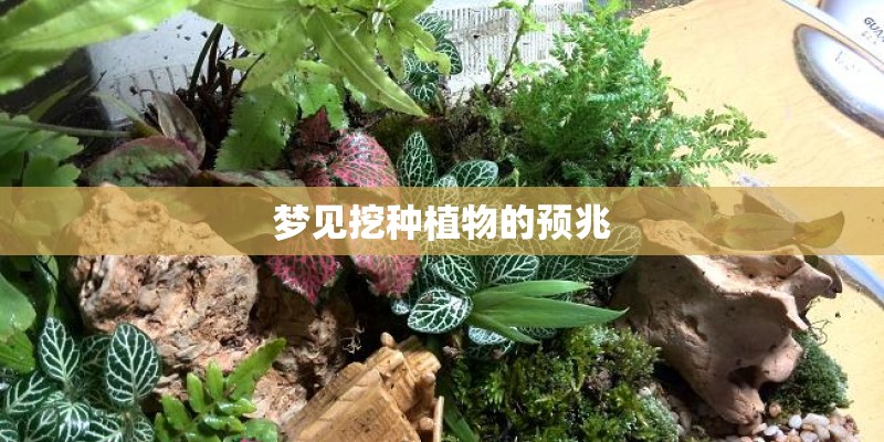 梦见挖种植物的预兆