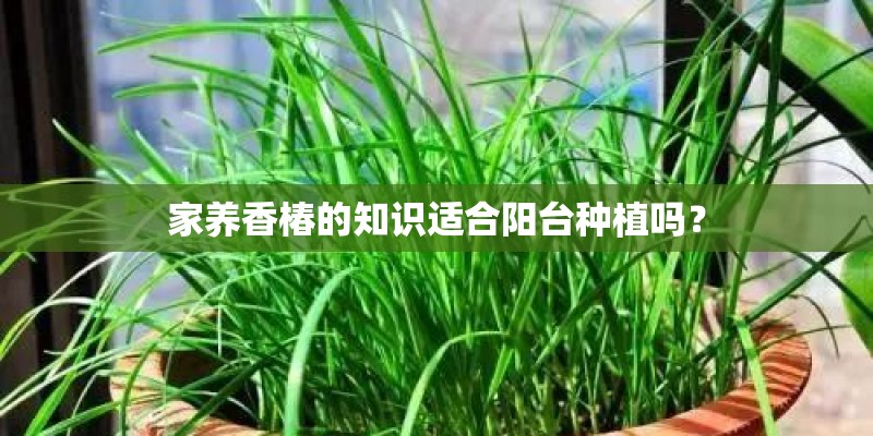 家养香椿的知识适合阳台种植吗？