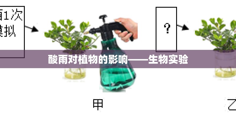 酸雨对植物的影响——生物实验